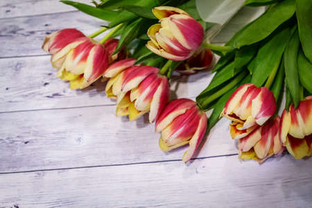 Tulips on a wooden surface. Beautiful festive, natural background.の写真素材