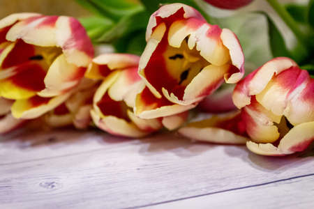 Tulips on a wooden surface. Beautiful festive, natural background.の写真素材