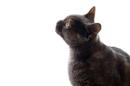 The cat is gray on a white background. Advertising background.の写真素材