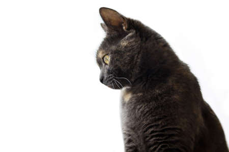 The cat is gray on a white background. Advertising background.の写真素材