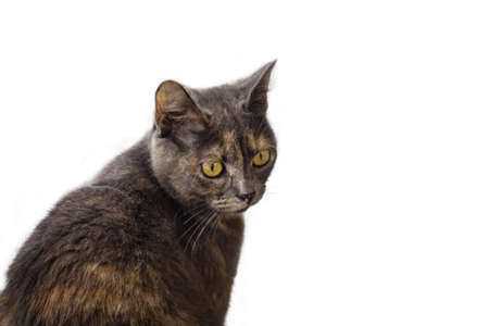 The cat is gray on a white background. Advertising background.の写真素材