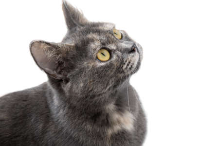 The cat is gray on a white background. Advertising background.の写真素材