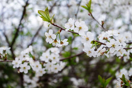 Spring cherry blossoms. Branches with beautiful white flowers.