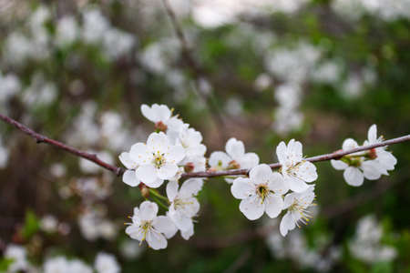 Spring cherry blossoms. Branches with beautiful white flowers.の写真素材