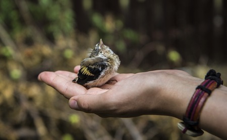 Young Bird Sparrow In Handの写真素材