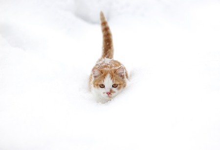 Beautiful little ginger cat walking in the snow.の写真素材