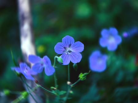 little blue flowers of flax, Linum perenneの写真素材