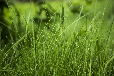 green grass and water drops after rain, background