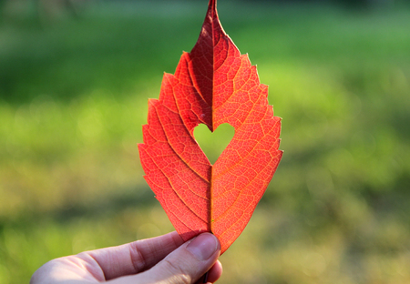 Autumn red leaf with cut heart in a handの写真素材
