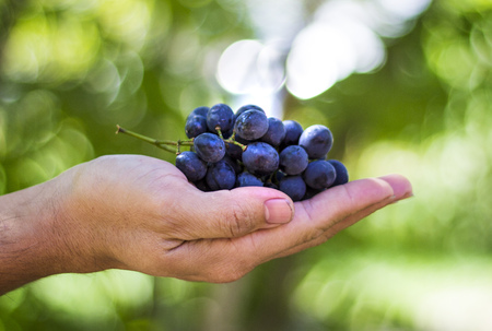 blue grapes harvest in farmers hand on grass backgroundの写真素材