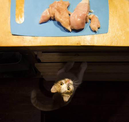 Cat looking at meat on the kitchen desk on the tableの写真素材