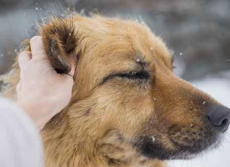 petting the dog head close upの写真素材