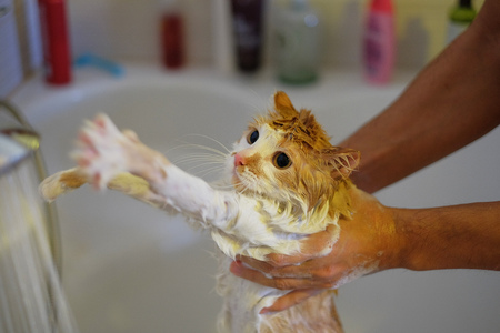 Washing the cat. Wet, scared and unhappy cat in human handsの写真素材