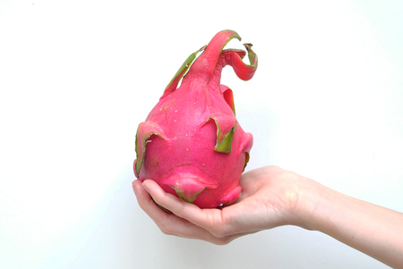 dragon fruit in a hand on white backgroundの写真素材