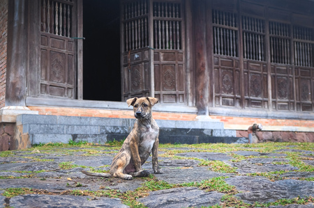 Stray puppy in the temple in vietnamの写真素材
