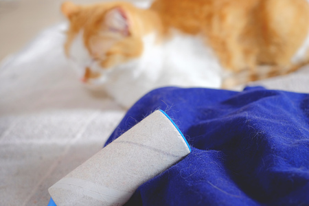 Cat shedding, lint remover and blue clothes full of animals hairの写真素材