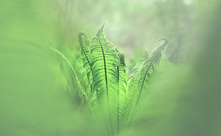Exotic tropical ferns with blurred backgroundの写真素材