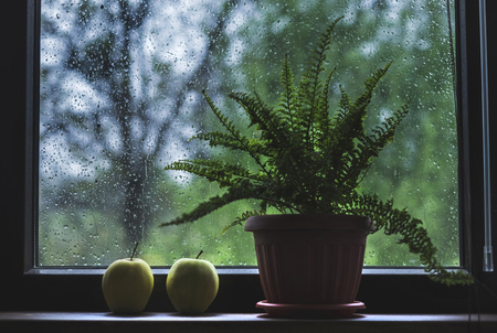window decorated with fern in flower pot and two yellow apples on rainy dayの写真素材