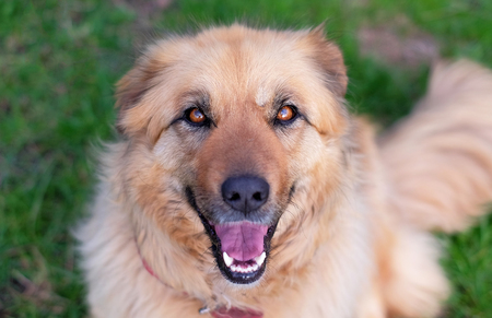 Portrait of a happy beautiful fluffy beige dog outdoorsの写真素材