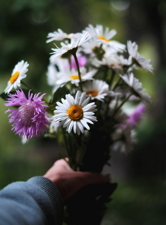 bouquet of daisies and cornflowers in the handの写真素材