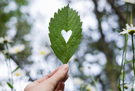 Green leaf with cut heart in a handの写真素材