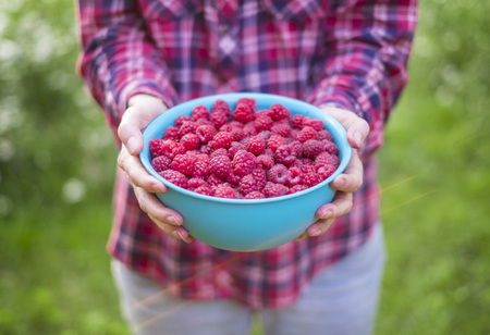 Blue bowl with fresh raspberries in handsの写真素材