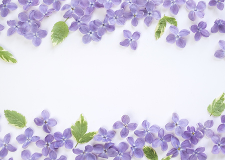 lilac flowers and leaves on a white background