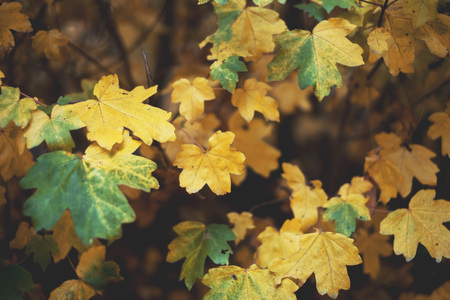 Yellow maple tree leaves, beautiful autumn conceptの写真素材