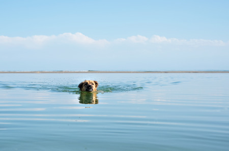 dog swimming in blue water.の写真素材