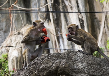Monkeys eating watermelonの写真素材