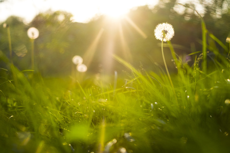 grass and dandelions background in the sunshine during sunset