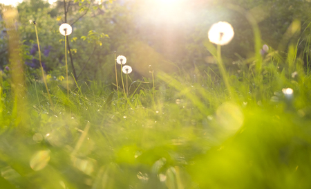 grass and dandelions background in the sunshine during sunsetの写真素材