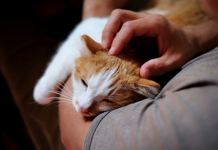 Cute cat lying on the humans hand.の写真素材