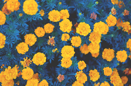 Orange and yellow marigold flowers in the gardenの写真素材