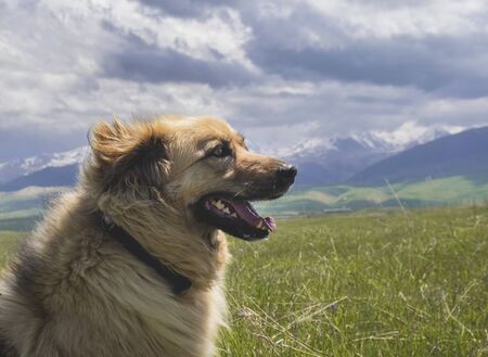 Portrait of the beautiful happy dog on the mountains background. Wind blowing into the face