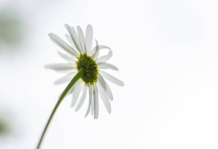 White daisy flower on the back side against the white backgroundの写真素材