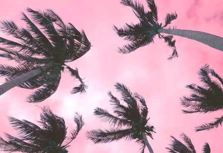 Tropical palm trees and purple sky in windy weather