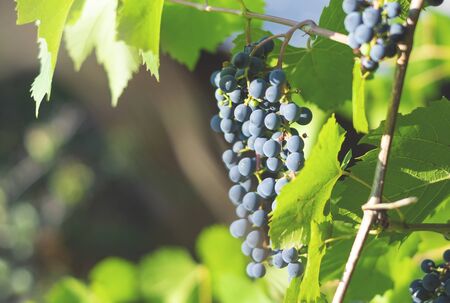 Ripe wine bunch of grapes in the sunの写真素材