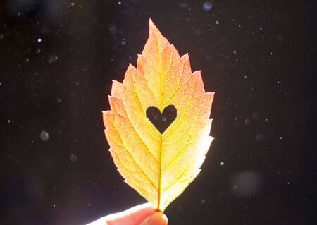 Autumn red leaf with cut heart in a hand, dust particles in lightの写真素材