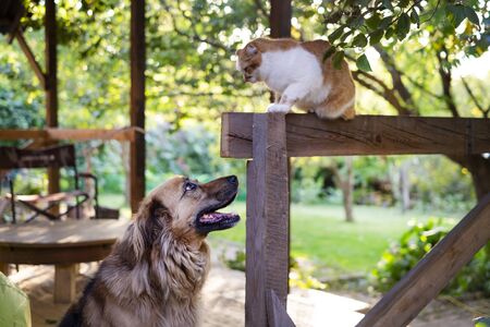 Big dog and a cat looking at each otherの写真素材