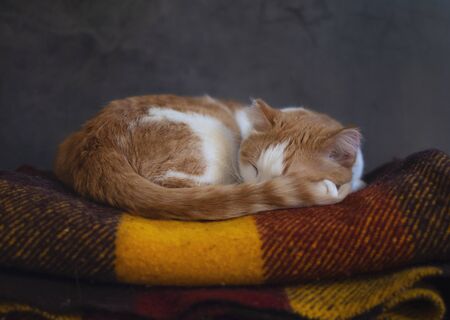Orange and white cute cat sleeping on knitted woolen colorful blanket.
