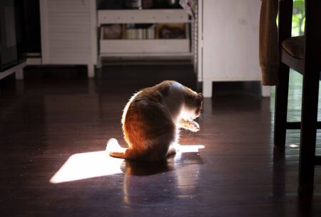 Cat sitting in the sun and cleaning herself.の写真素材