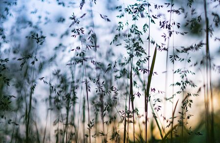 beautiful nature background, panicle of spikelets at sunset.