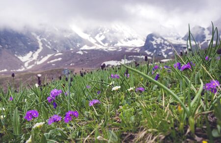 Field of purple wild flowers with snowy mountains in background.の写真素材