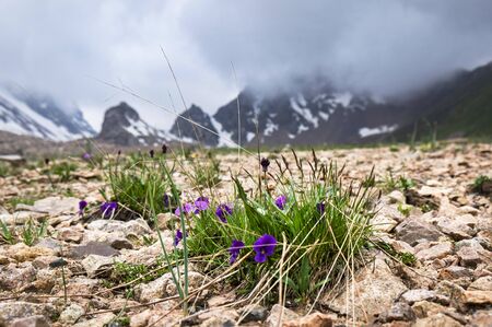 Purple wild flowers growing among stones with snowy mountains in background.の写真素材