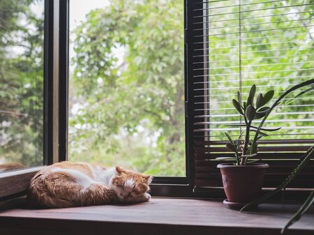 Cute orange and white cat sleeping on window sill.の写真素材