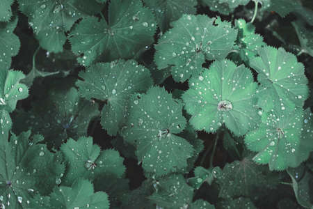 green leaves and water drops after rain.