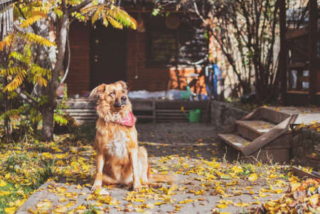 Cute big dog siitting on yellow autumn leavesの写真素材
