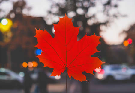 Red maple leaf on background of night city. Autumn concept.の写真素材