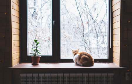 Cat sitting on window sill and looking at winter landscape.